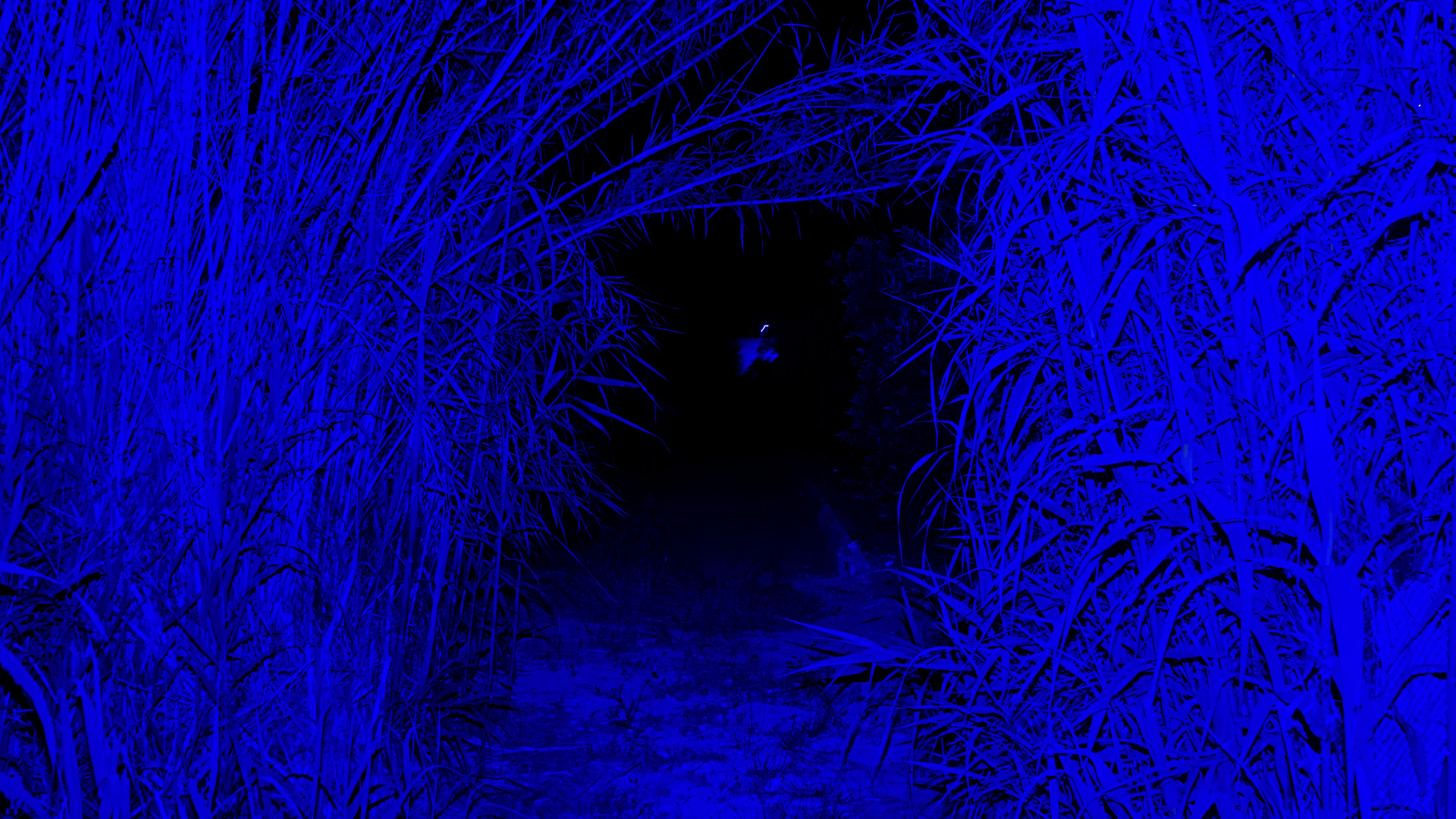 Sendero entre cañas iluminadas de azul