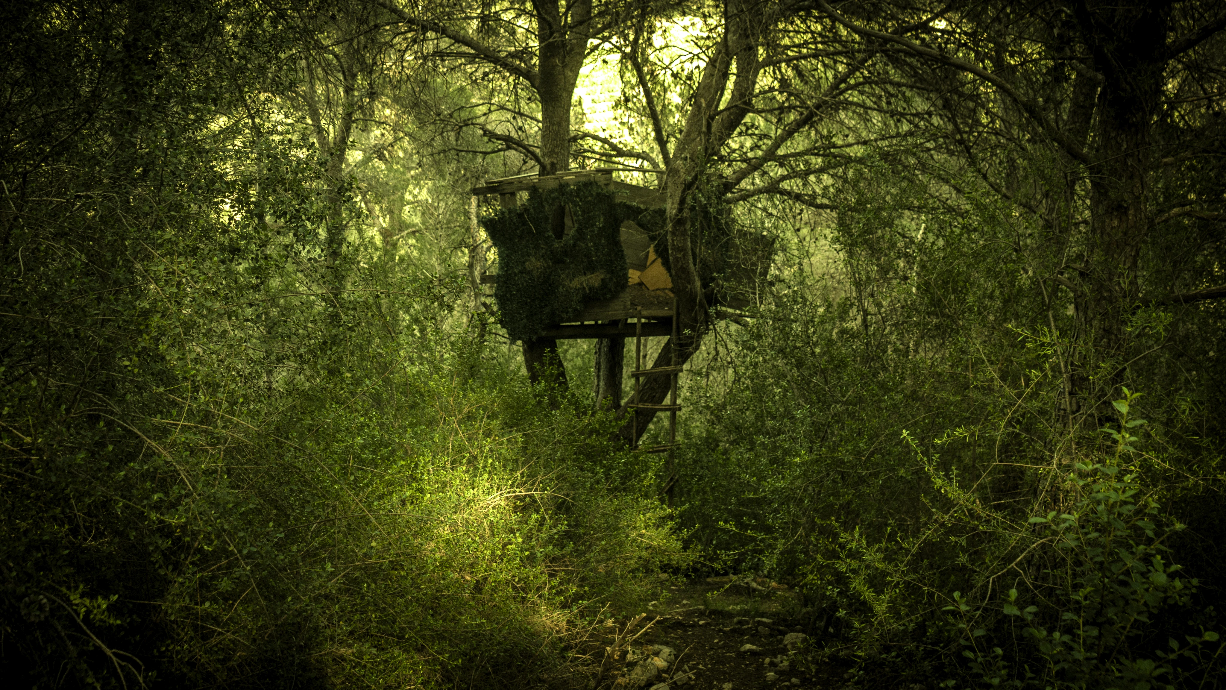 Cabaña entre árboles en un bosque verde