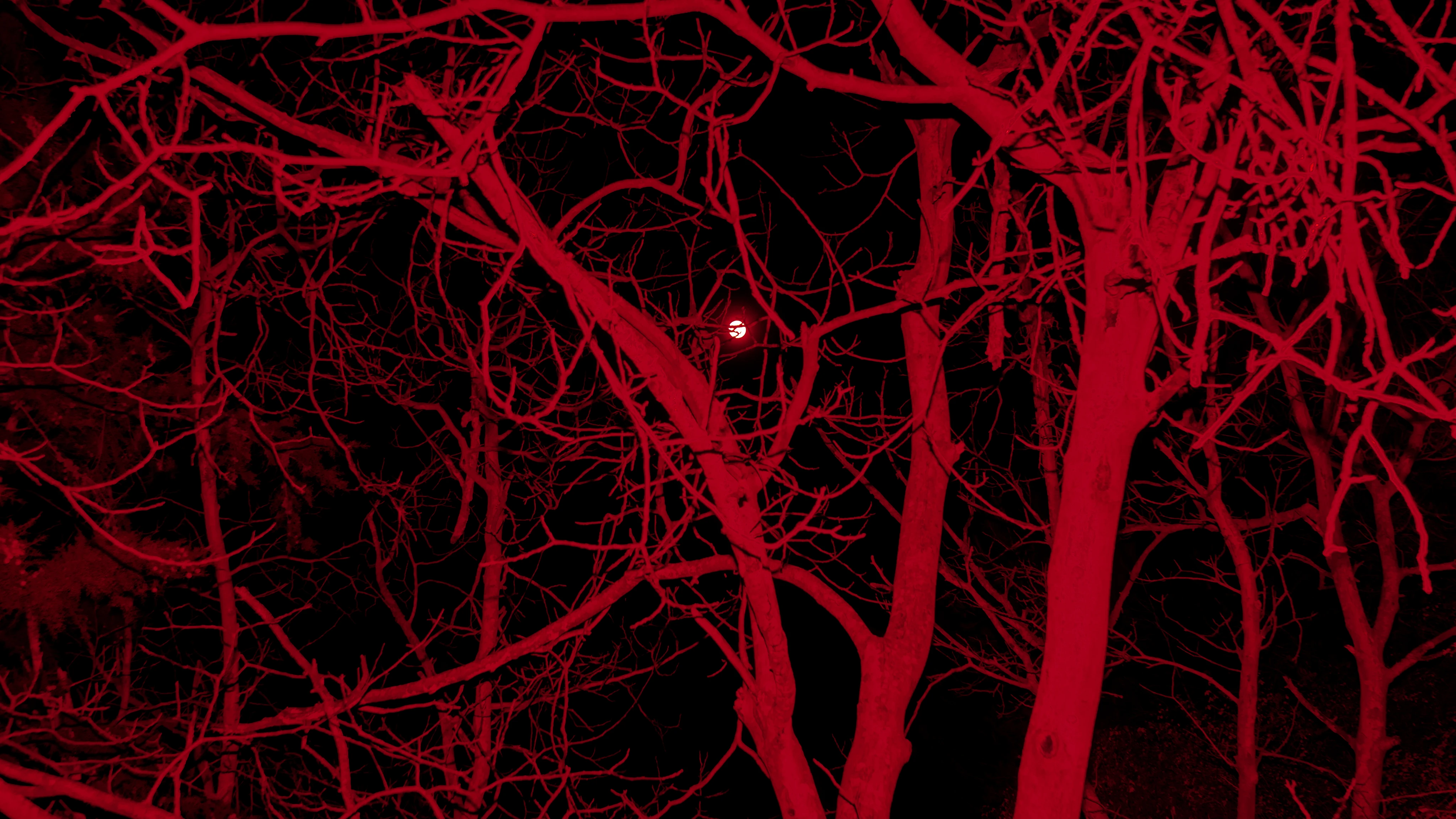 Árboles iluminados de rojo durante la noche