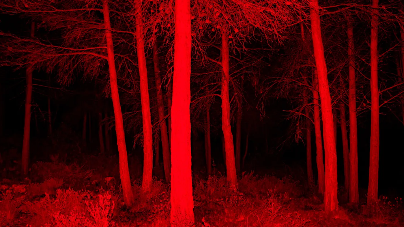 Impresión fotográfica Bosque rojo